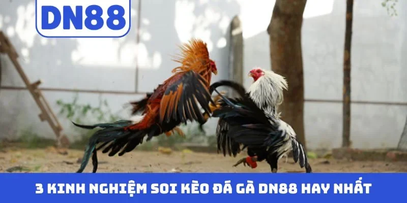 3 kinh nghiệm soi kèo đá gà DN88 hay nhất