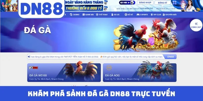 Khám phá sảnh đá gà DN88 trực tuyến